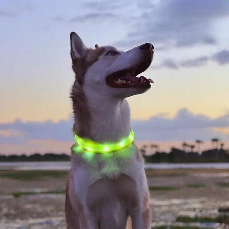 New SafeBuddy® | LED Water - Resistant Collar - safeison.com